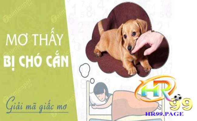 Giấc mơ thấy bị chó cắn là hên hay xui